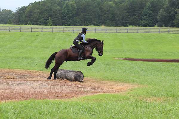 trail-friesian-horse