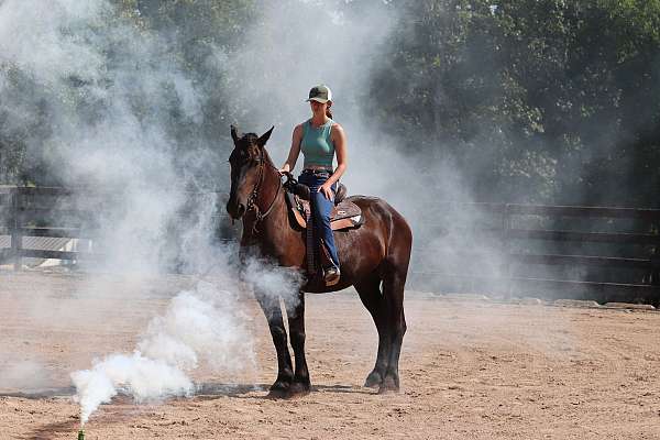 athletic-friesian-horse