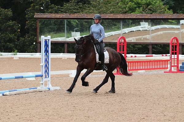 husband-safe-friesian-horse