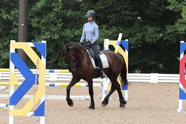 jumping-friesian-horse