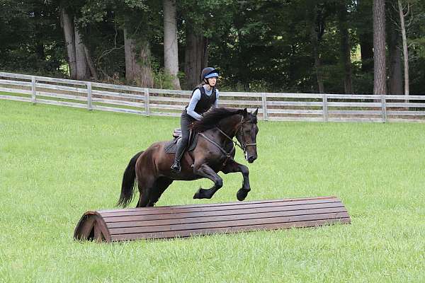 parade-friesian-horse