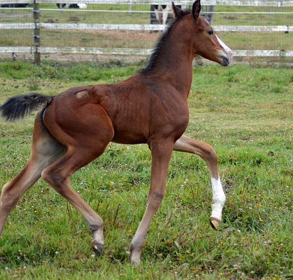 leopard-dutch-warmblood-horse