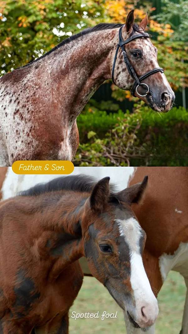 leopard-dutch-warmblood-horse