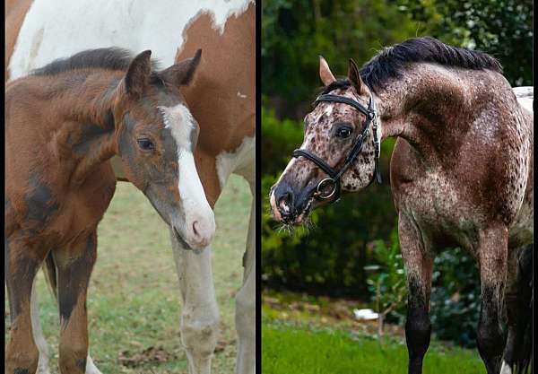 leopard-dutch-warmblood-horse