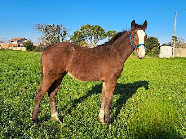 bloodline-dutch-warmblood-horse