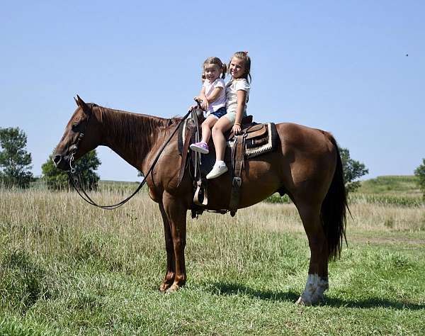 all-around-quarter-horse