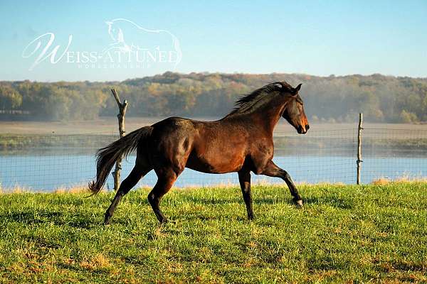 all-around-dutch-warmblood-horse