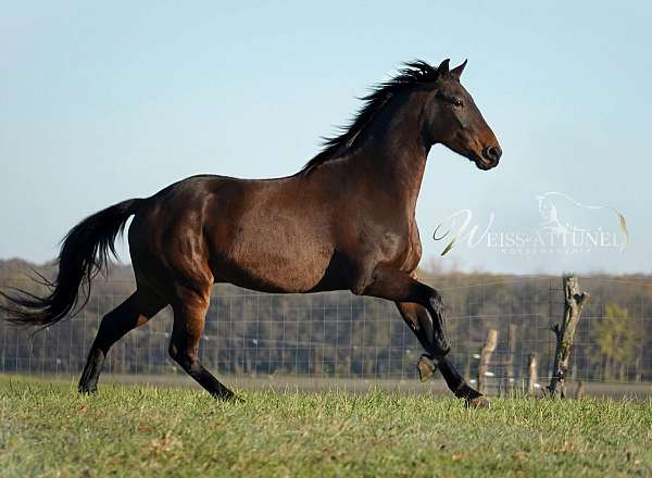 all-around-dutch-warmblood-horse