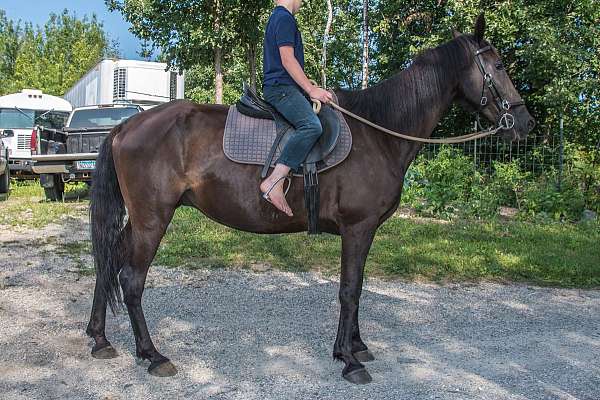 trail-tennessee-walking-horse