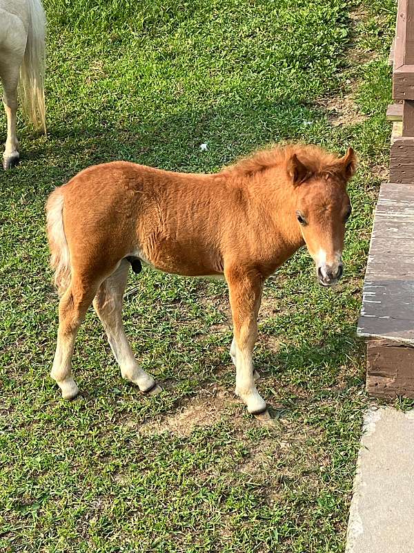 all-round-miniature-horse