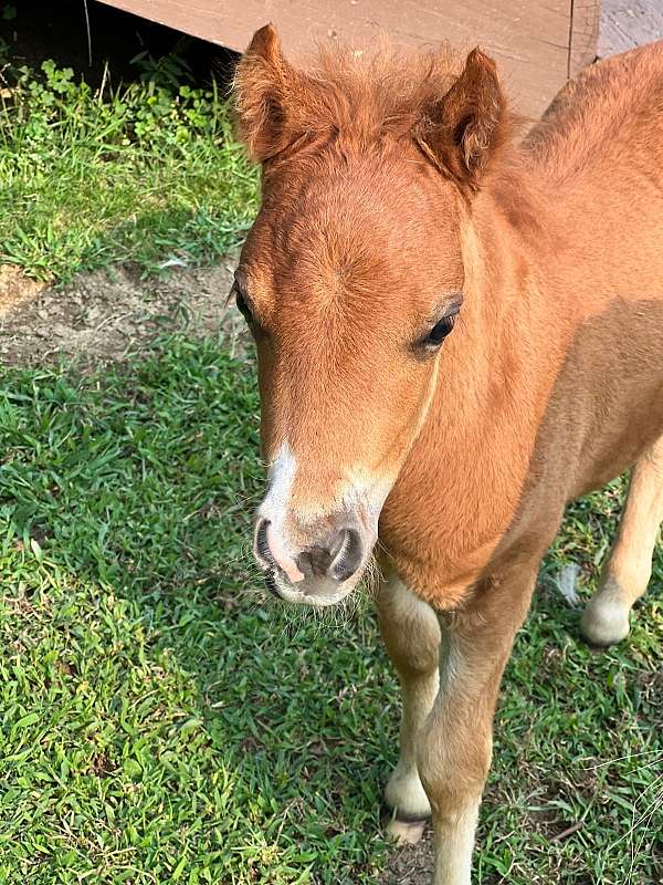 pegasus-miniature-horse