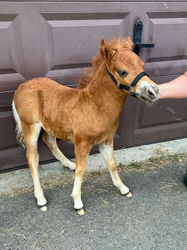 shooter-miniature-horse