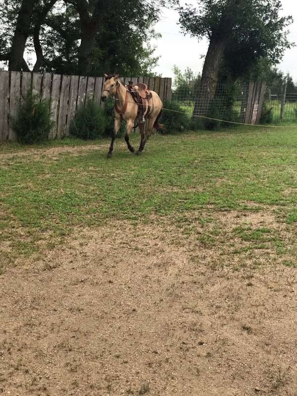 vaquero-quarter-horse