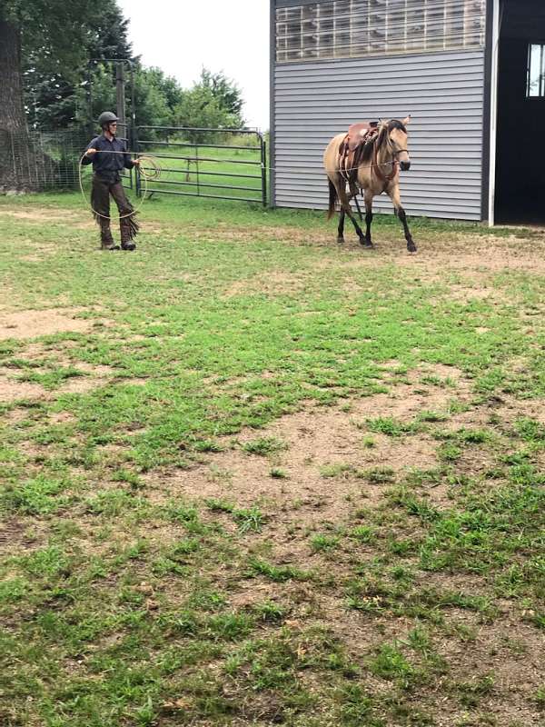 western-riding-quarter-horse