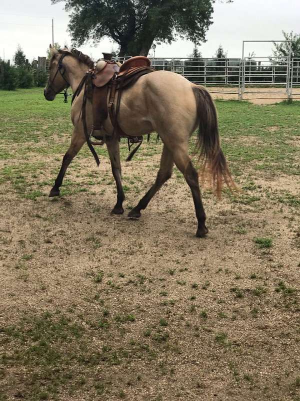 buckskin-quarter-horse-mare