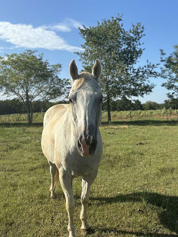 all-around-quarter-horse