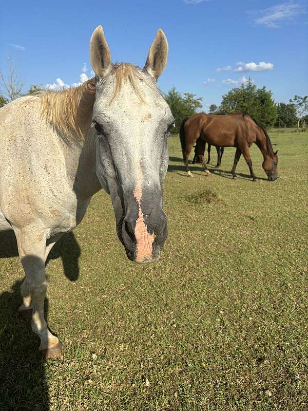 grey-star-snip-horse