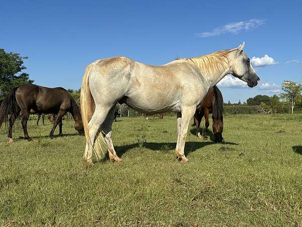 star-snip-horse