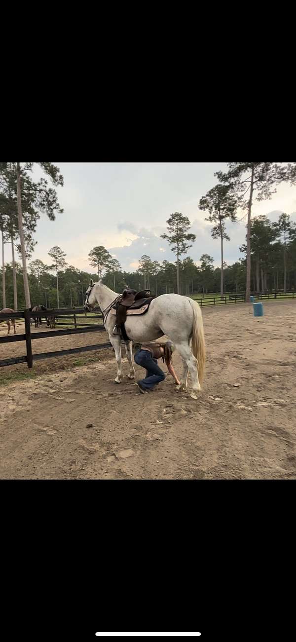 barrel-quarter-horse