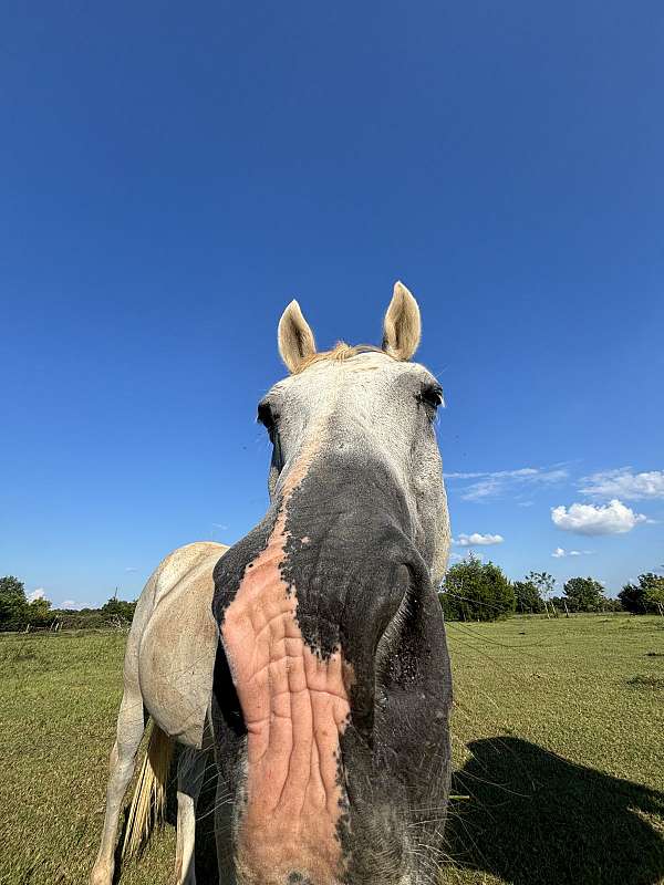 beginner-quarter-horse