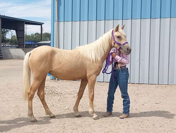 educated-welsh-pony