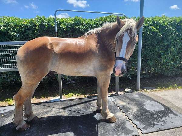 kid-safe-trained-belgian-pony