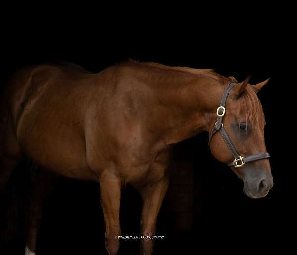 star-two-small-hind-socks-horse