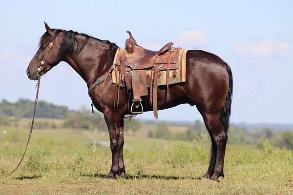 wor-friesian-horse