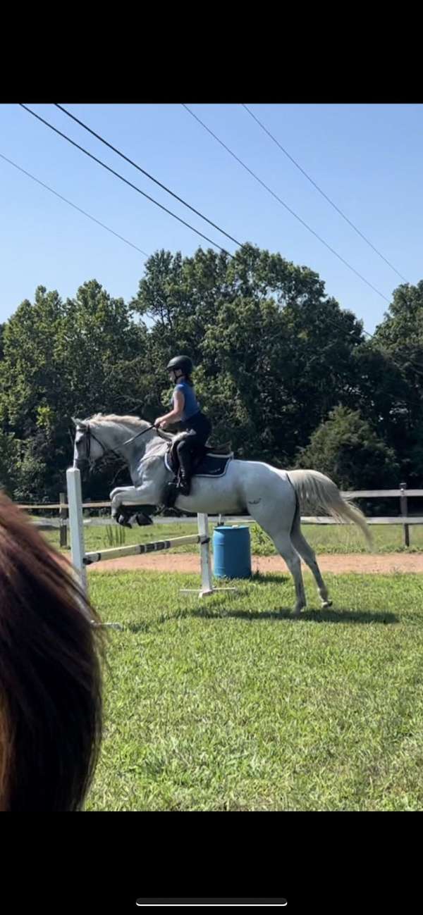 mare-thoroughbred-horse