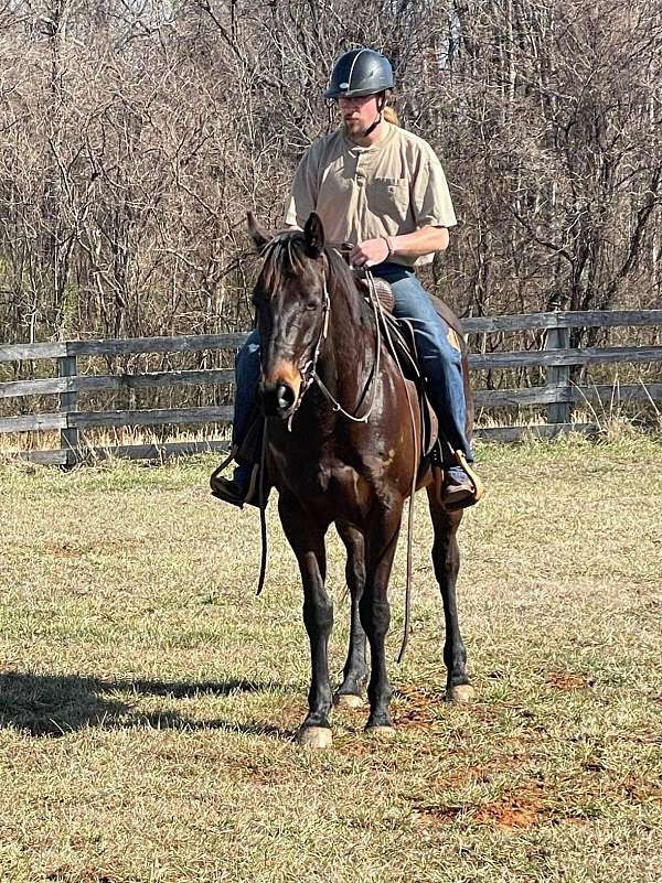 field-hunter-thoroughbred-horse