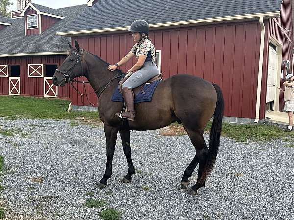 western-riding-thoroughbred-horse