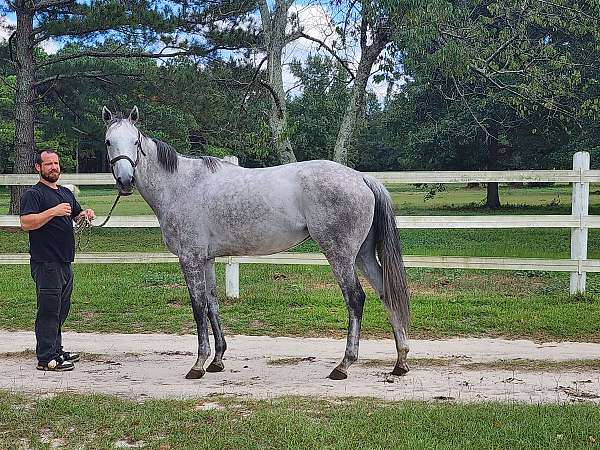 barefoot-thoroughbred-horse