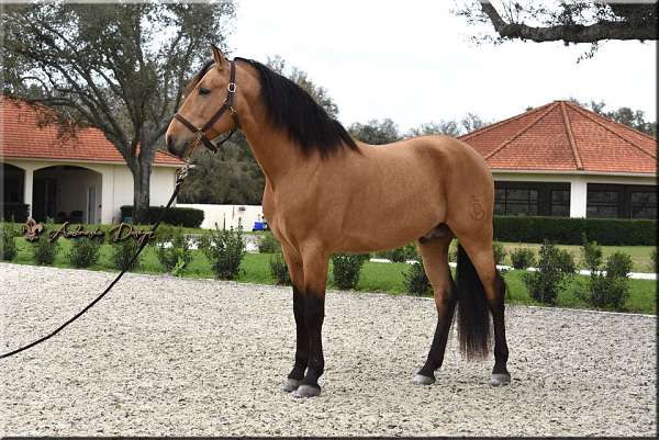 buckskin-ancce-gelding