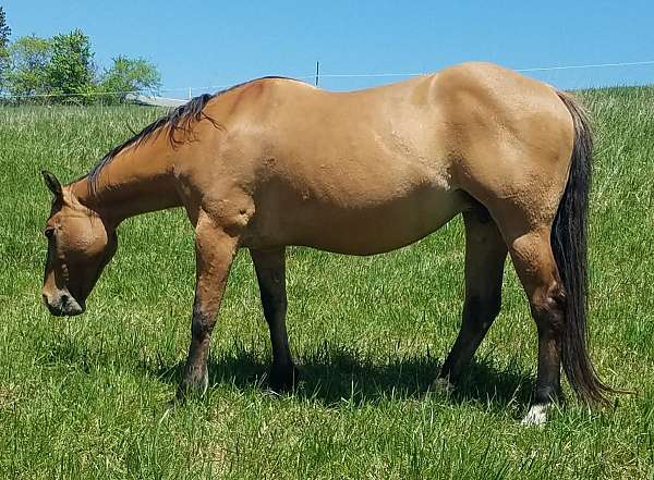 reining-broodmare-foal