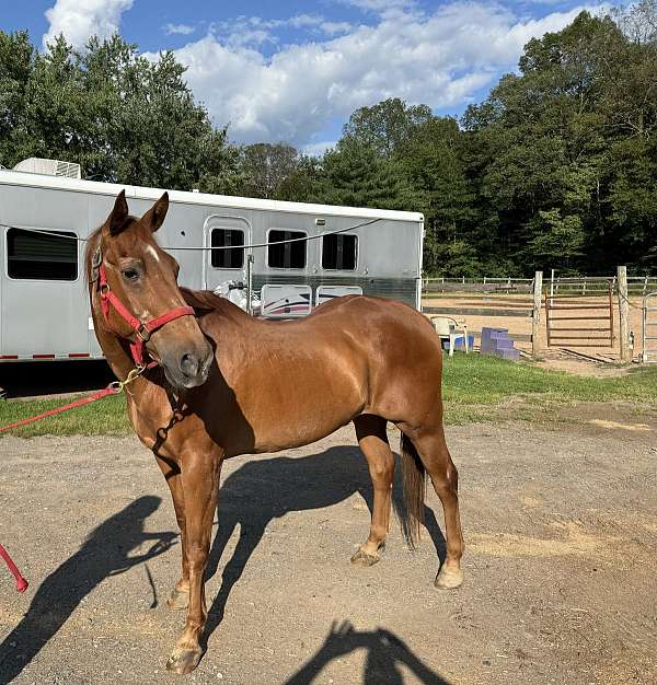 older-horse-thoroughbred