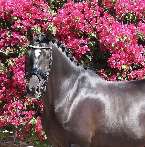 all-around-andalusian-horse