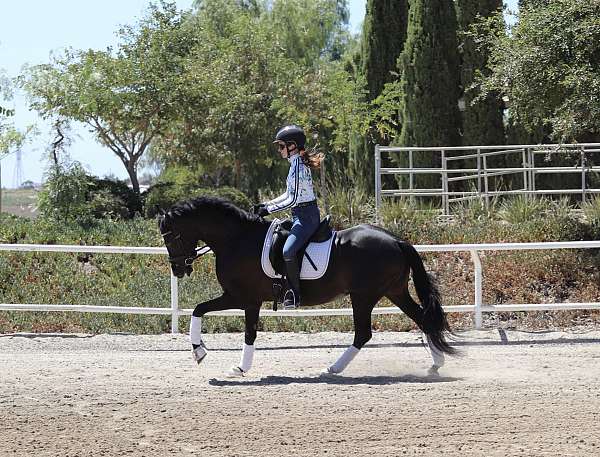 cross-andalusian-horse