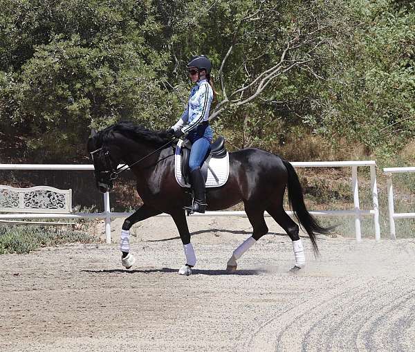 eventing-andalusian-horse