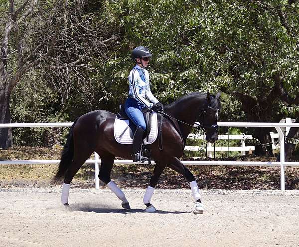 dressage-andalusian-horse