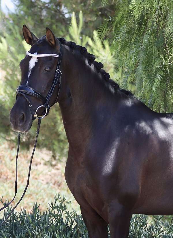 flashy-andalusian-horse