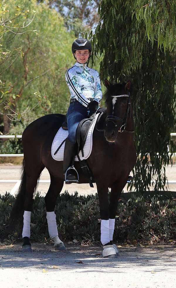 performance-andalusian-horse