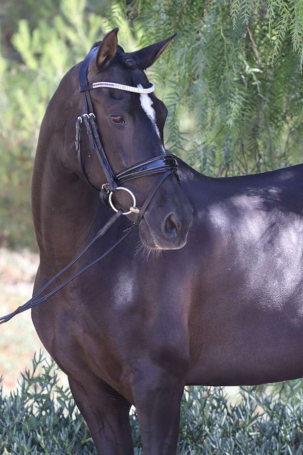 jumping-andalusian-horse