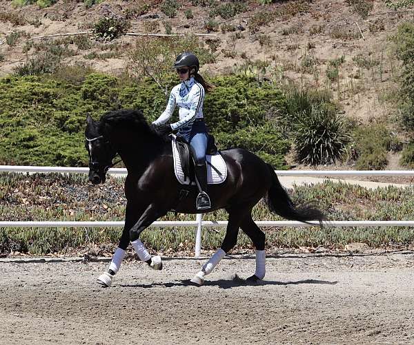 show-andalusian-horse