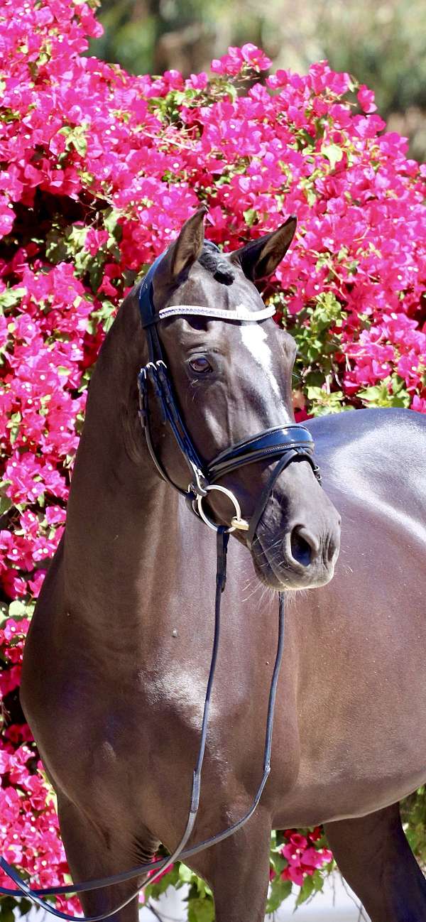 sport-andalusian-horse