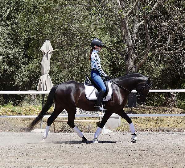 sporthorse-andalusian-horse