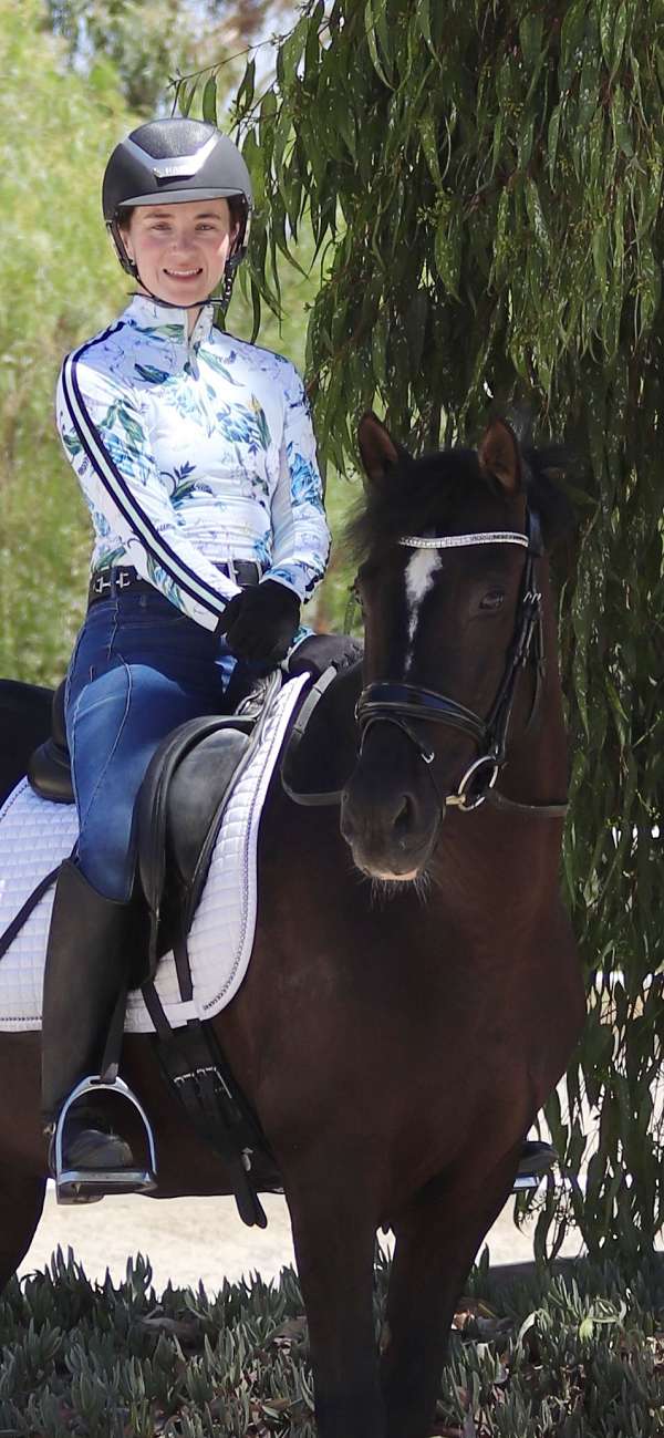 western-dressage-andalusian-horse