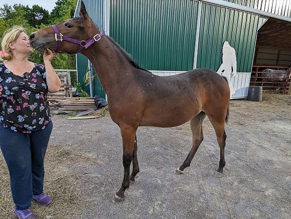 appy-araappaloosa-horse