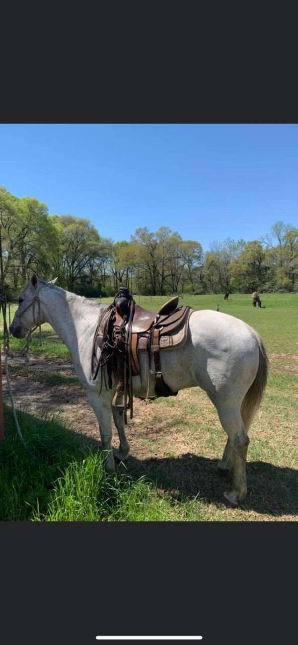 quarter-horse-gelding