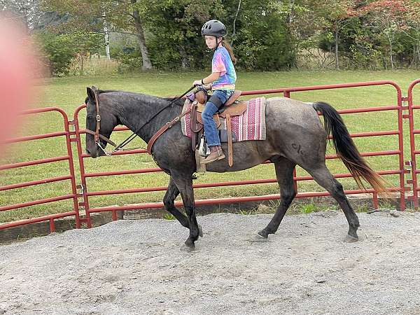 quarter-horse-gelding