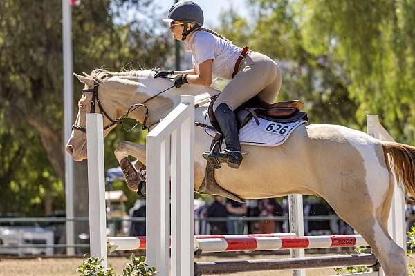 show-jumping-azteca-horse